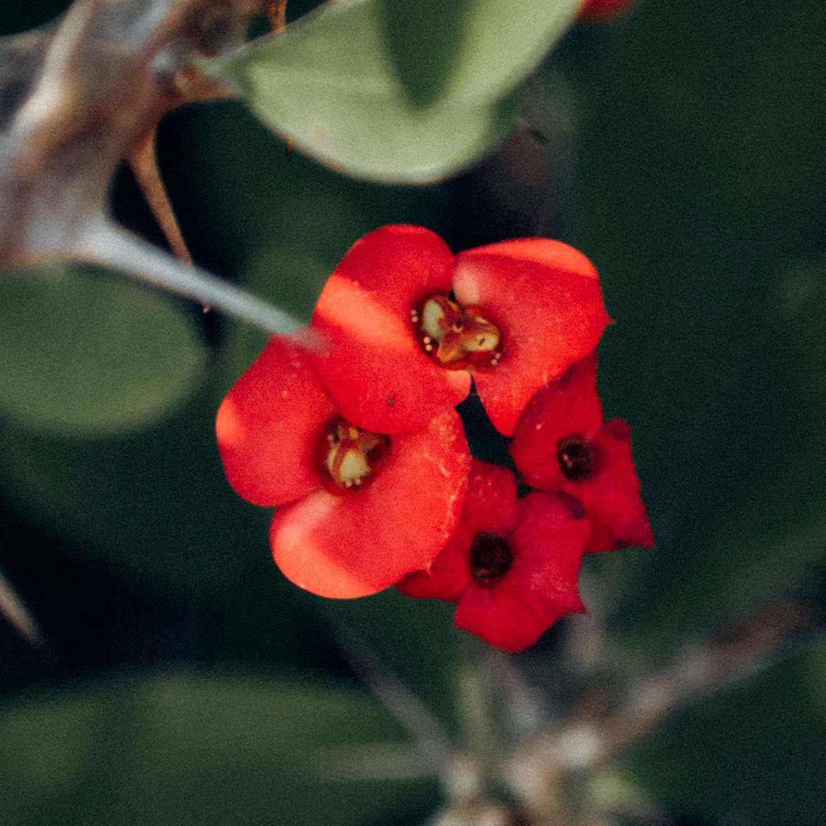 Euphorbia Milii - Set van 2 - Christusdoorn