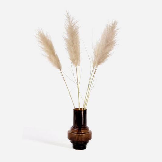 Droogbloemen 'Cortaderia Plum' - 5 stuks