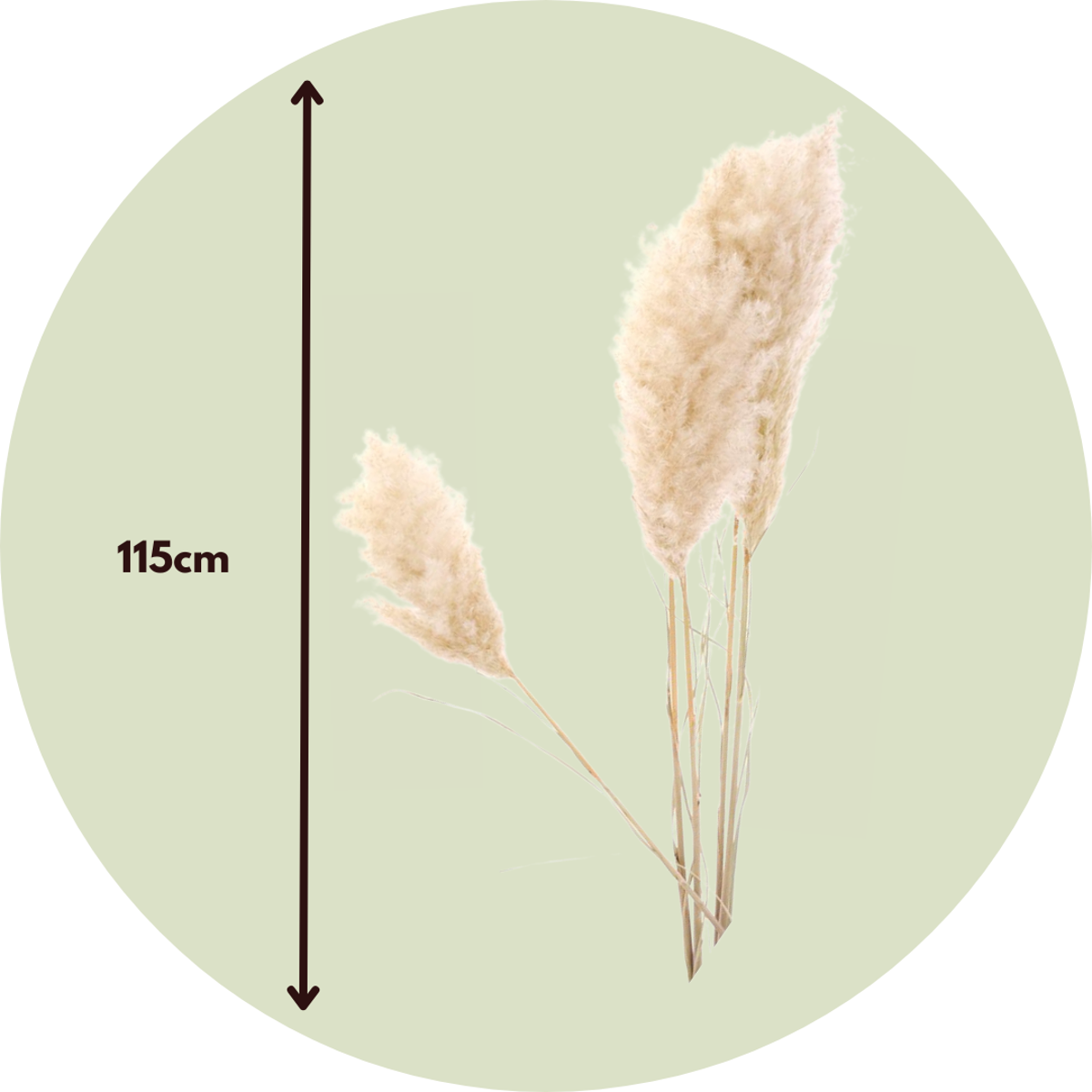 Droogbloemen 'Cortaderia Plum' - 5 stuks