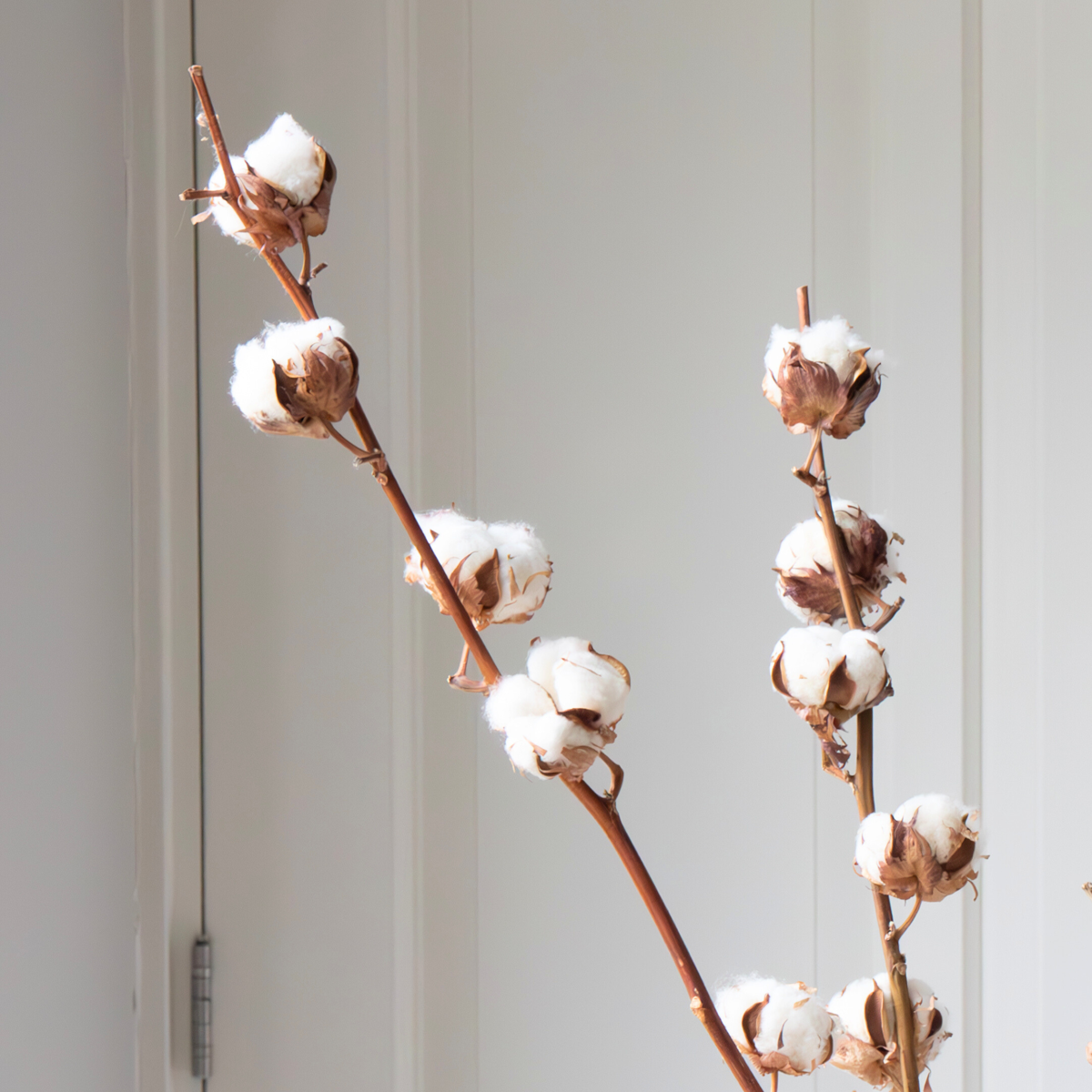 Droogbloemen - Set van 3 - Katoenstokken