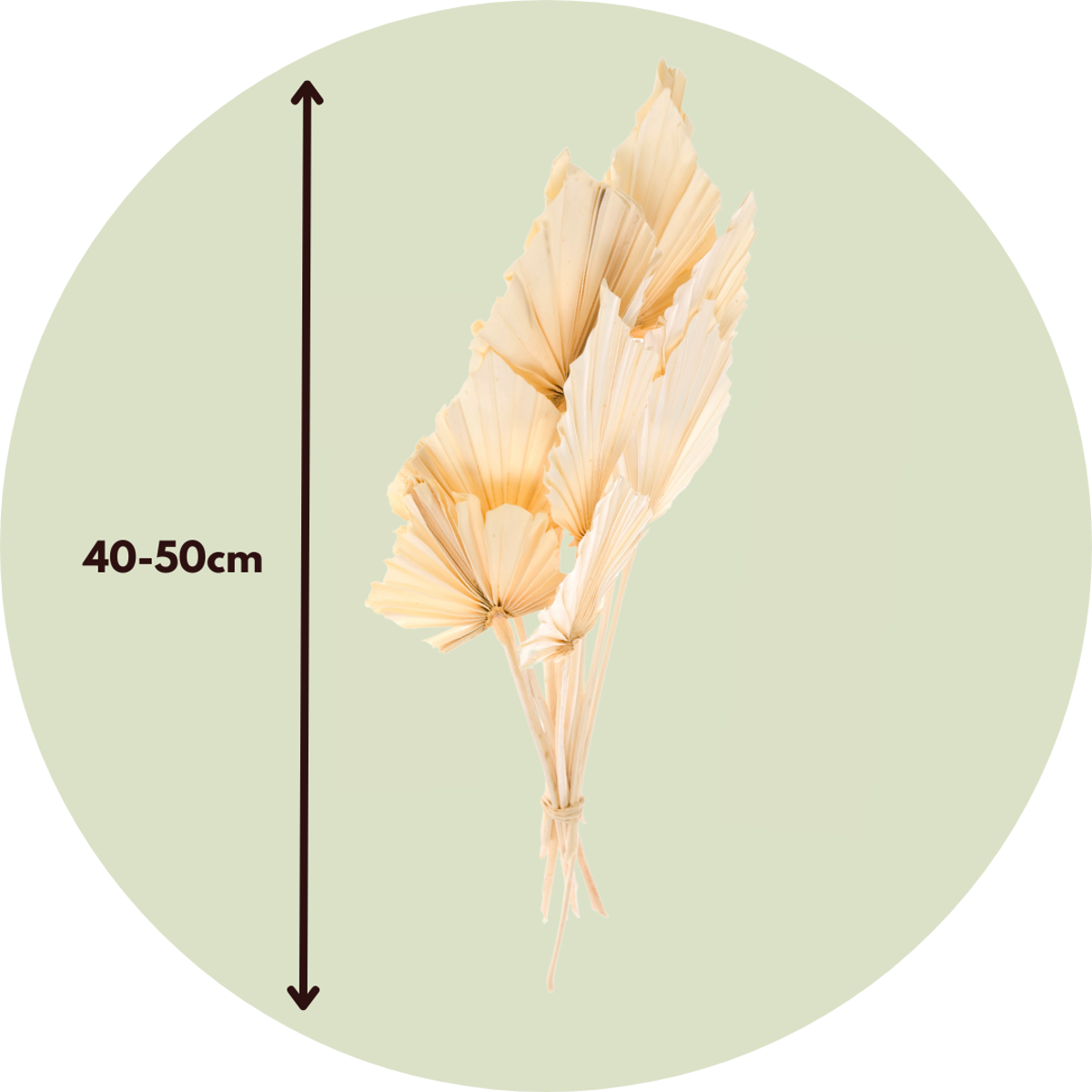Boeket 'Palmspear Bleached' - Droogbloemen