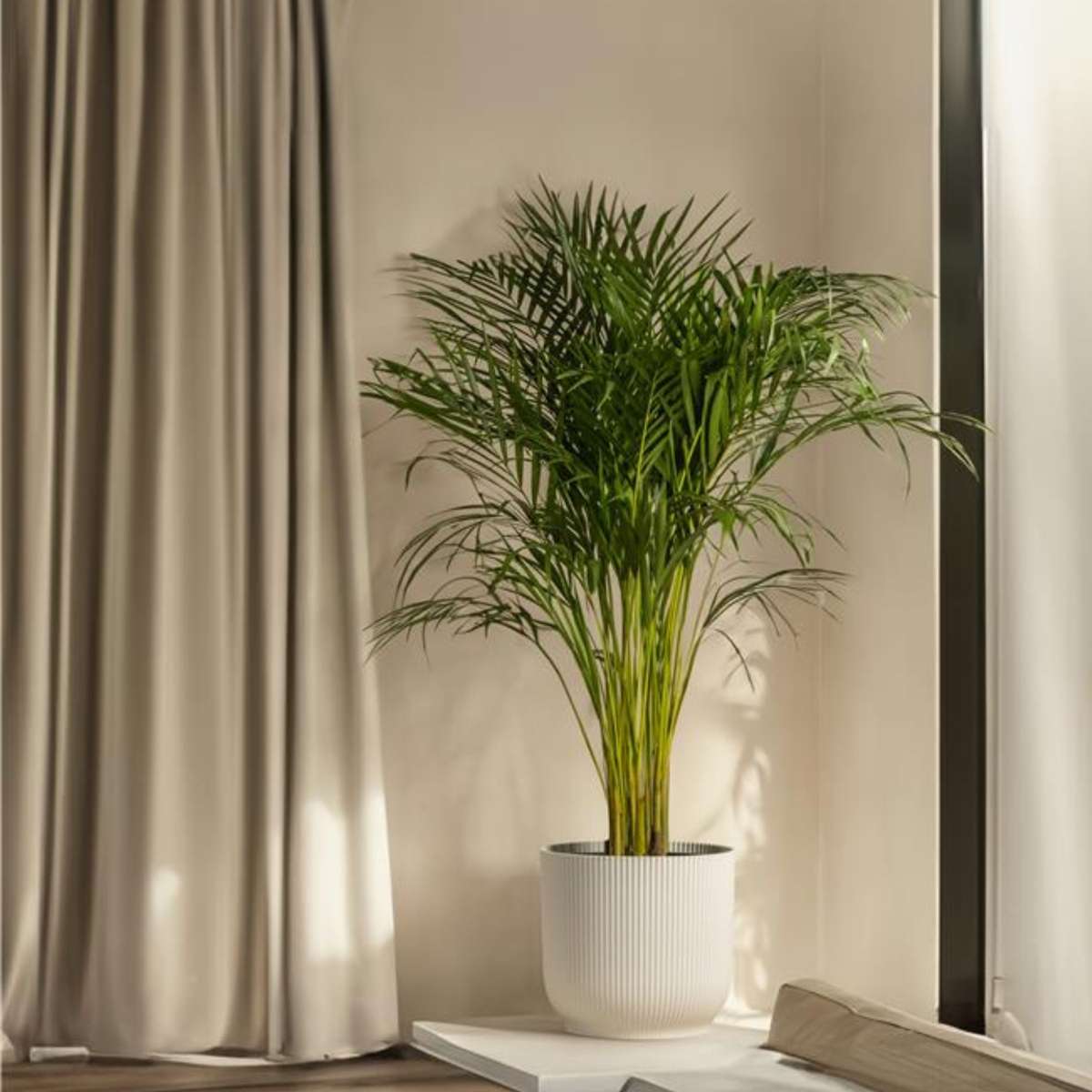 Howea Forsteriana - Kentiapalm