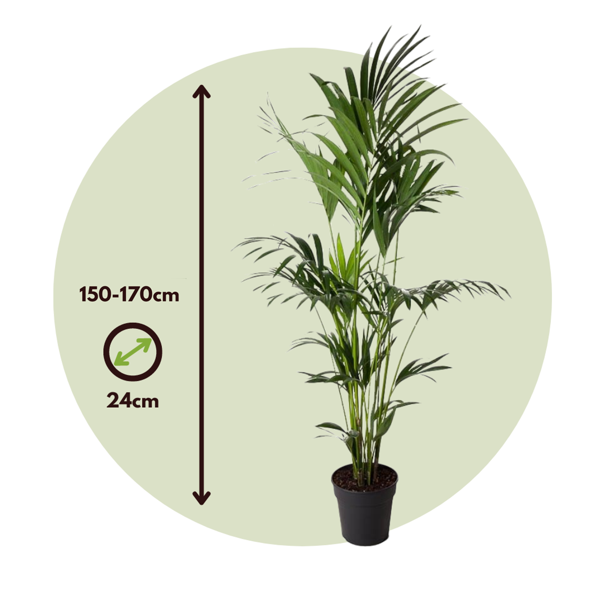 Howea Forsteriana - Kentiapalm