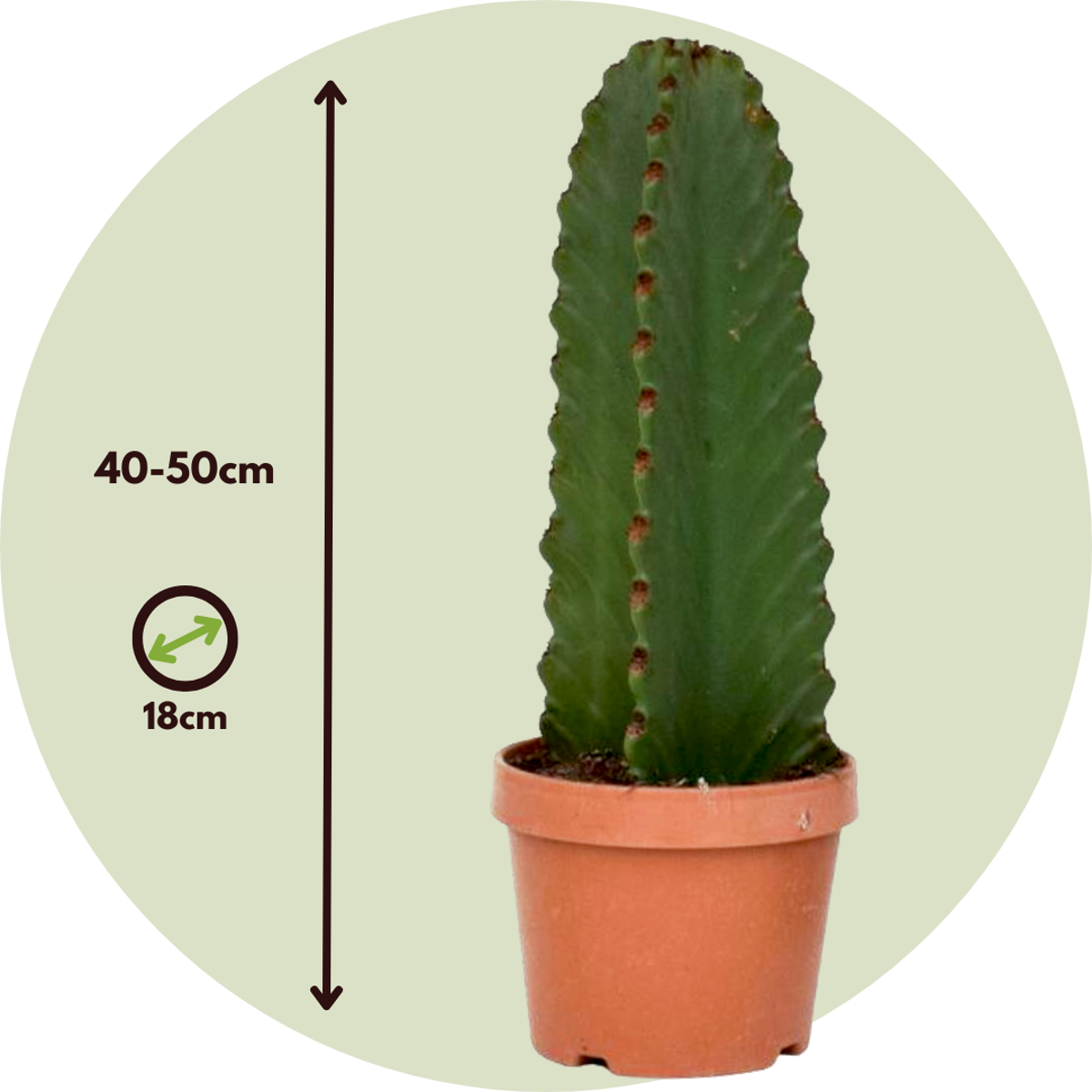 Euphorbia Ingens - Set van 2 - Cowboycactus