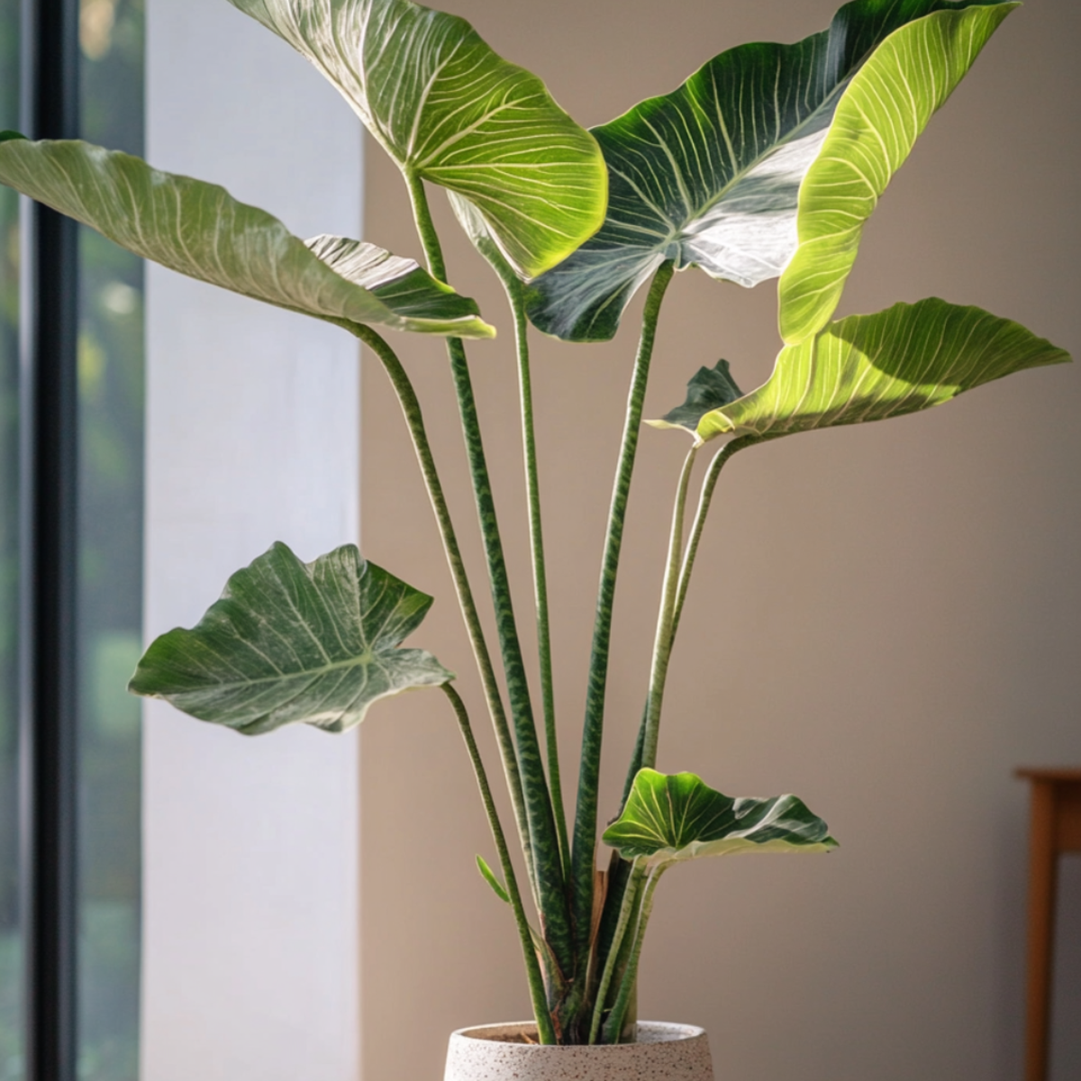 Alocasia 'Zebrina' - Olifantsoor