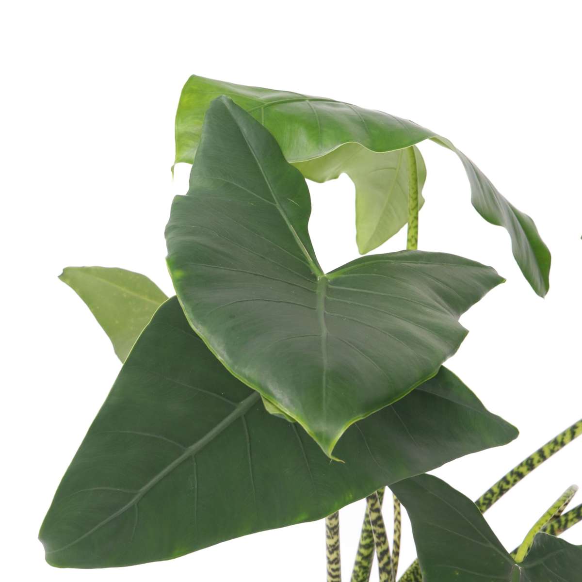 Alocasia 'Zebrina' - Olifantsoor