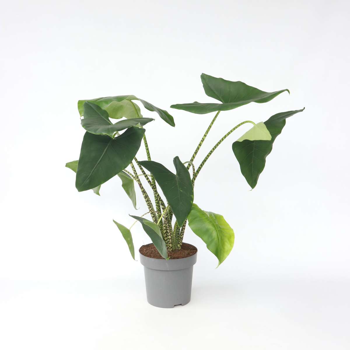 Alocasia 'Zebrina' - Olifantsoor