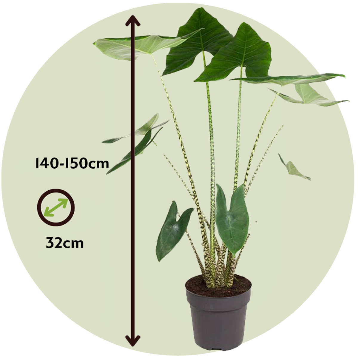 Alocasia 'Zebrina' - Olifantsoor
