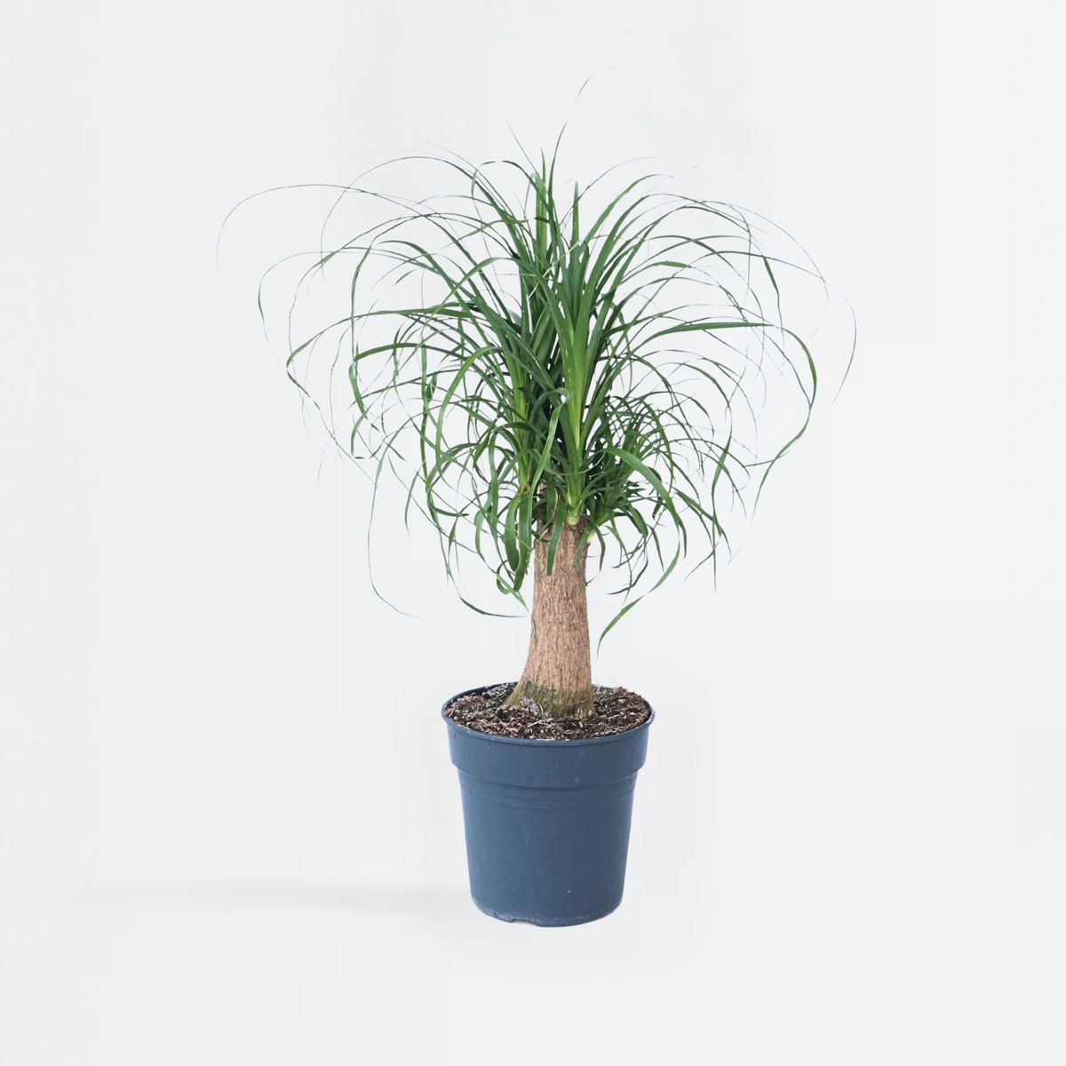 Beaucarnea recurvata - Olifantspoot