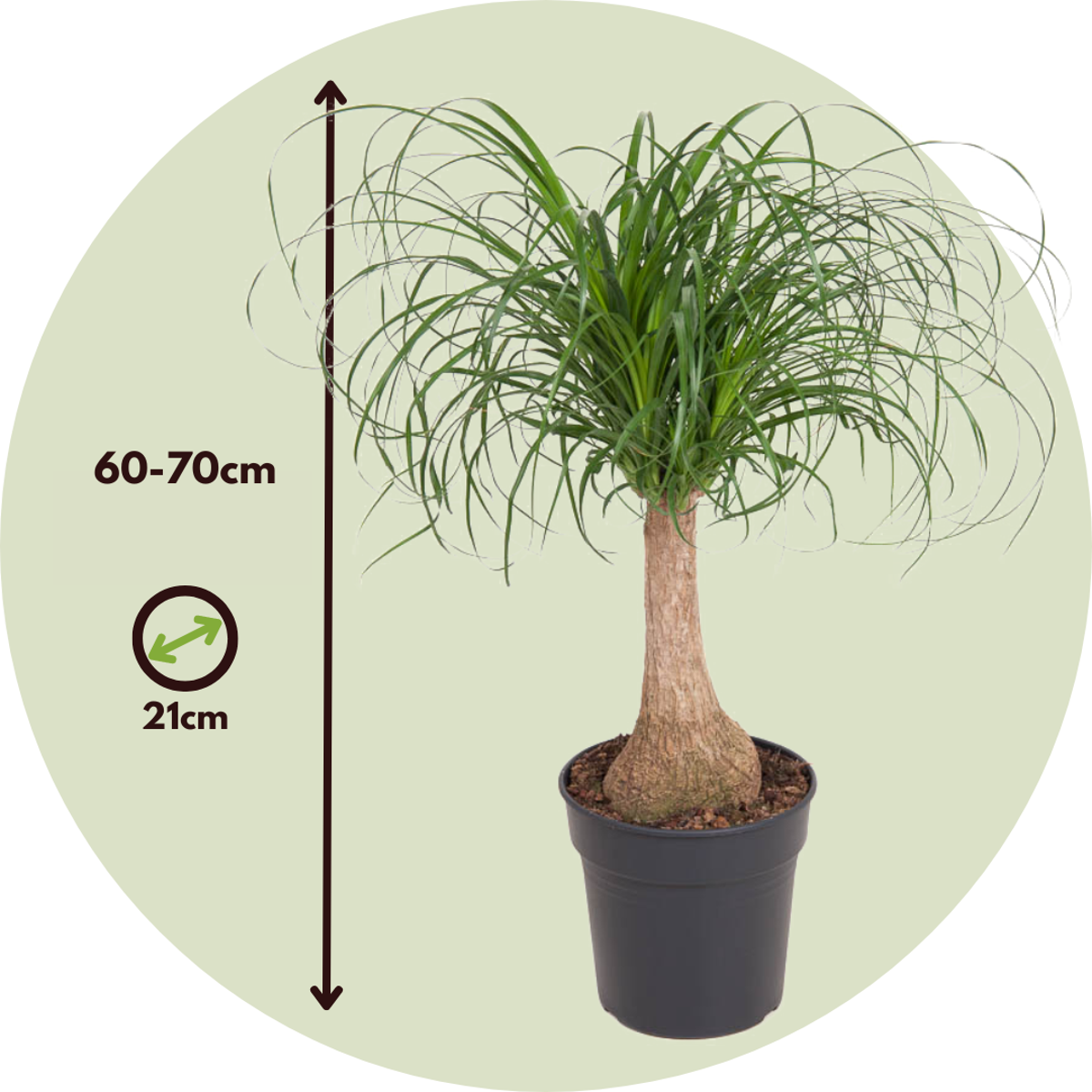 Beaucarnea recurvata - Olifantspoot