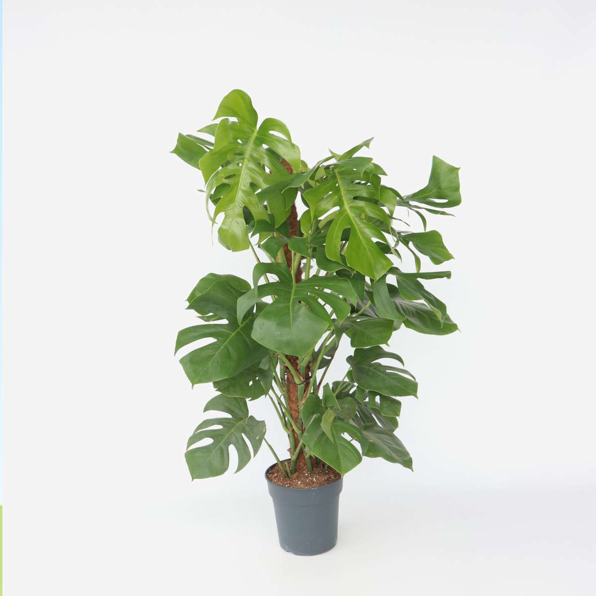 Monstera Deliciosa - Gatenplant