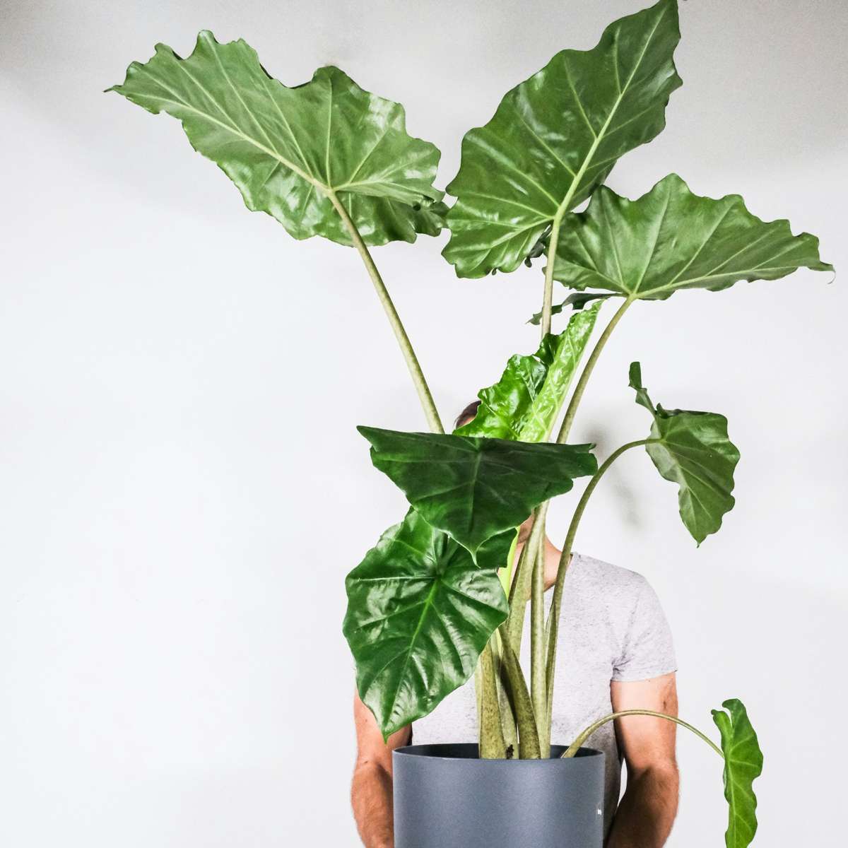 Alocasia 'Portodora' - Olifantsoor