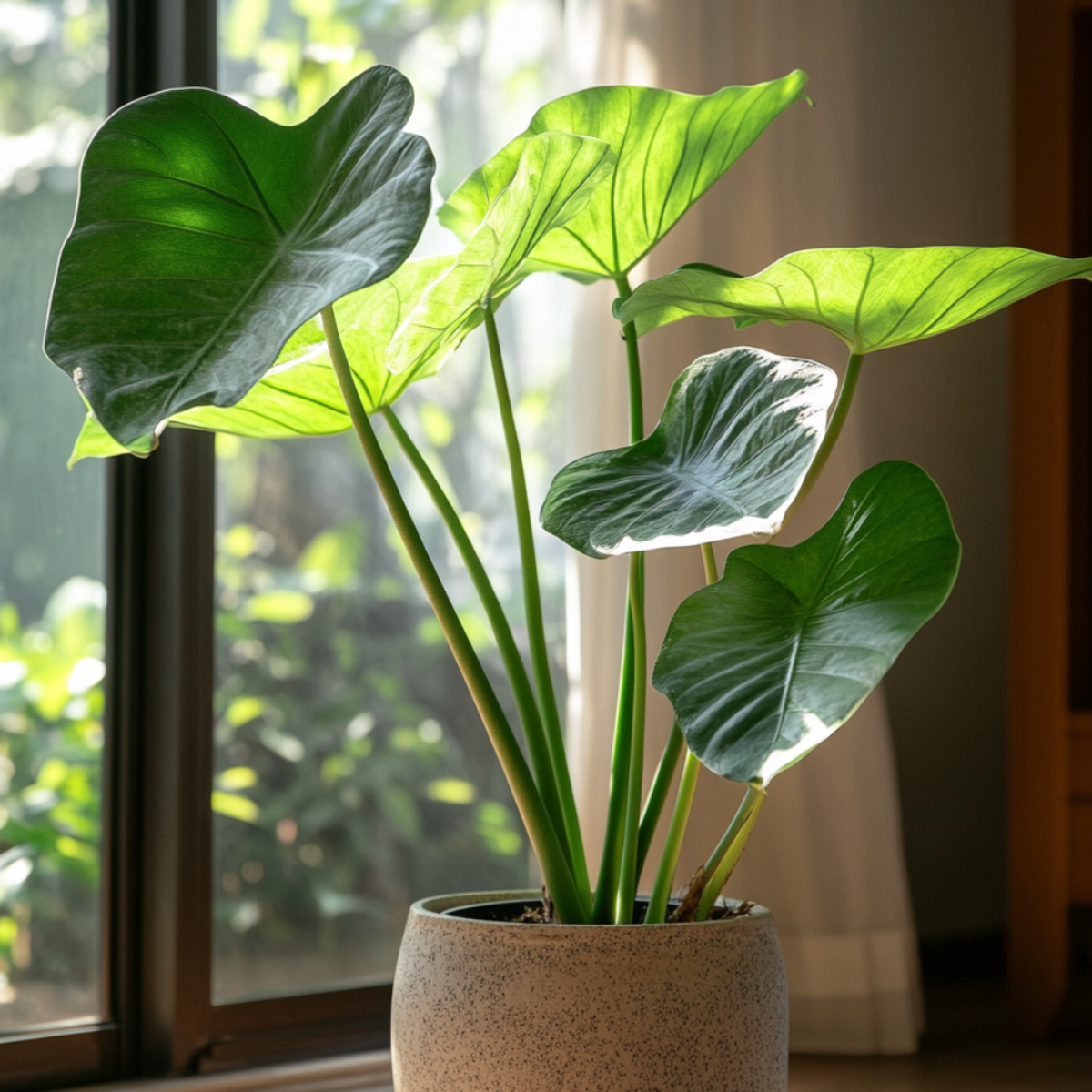 Alocasia 'Portodora' - Olifantsoor