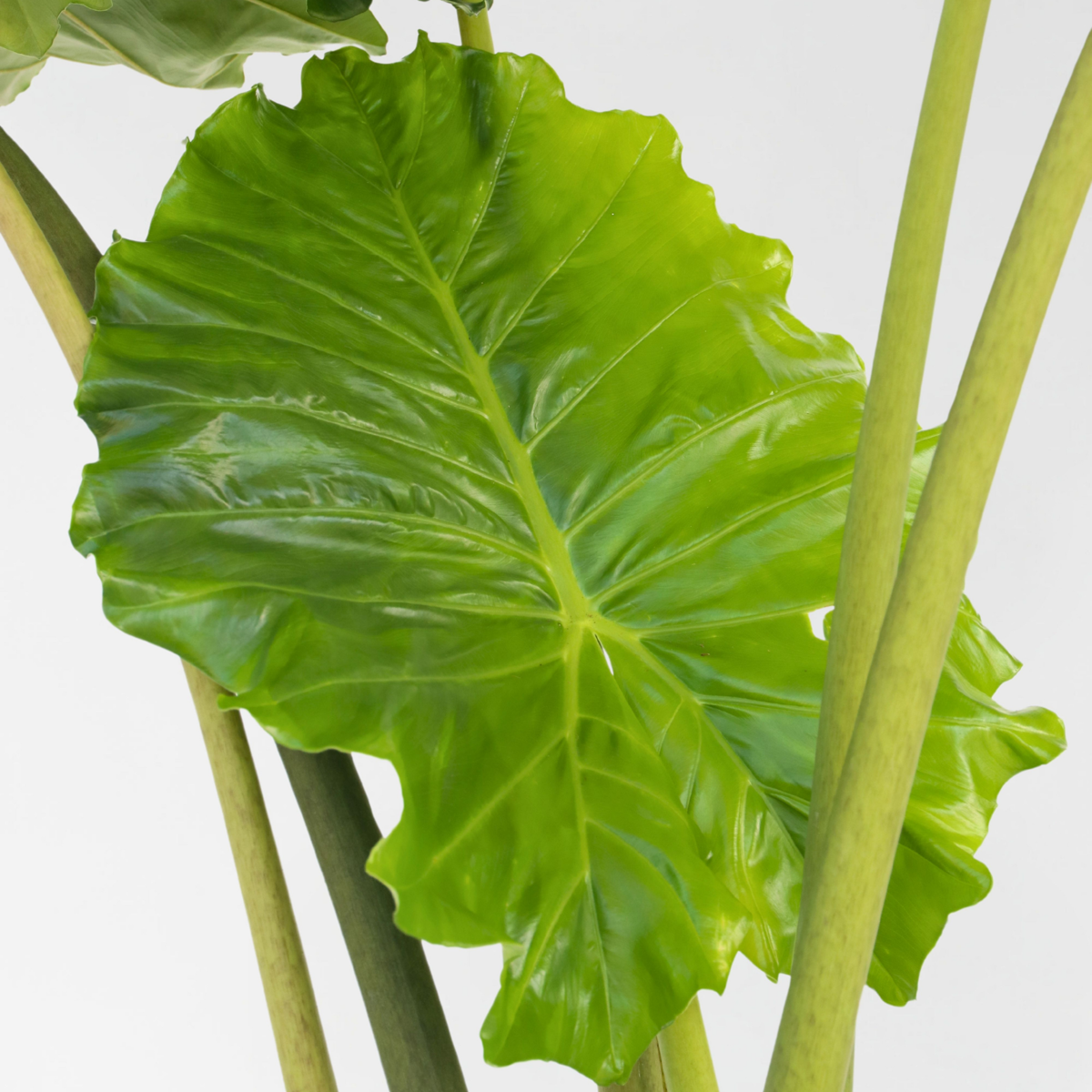 Alocasia 'Portodora' - Olifantsoor