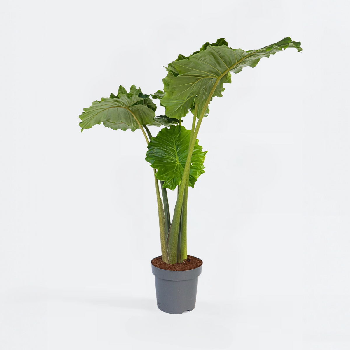 Alocasia 'Portodora' - Olifantsoor