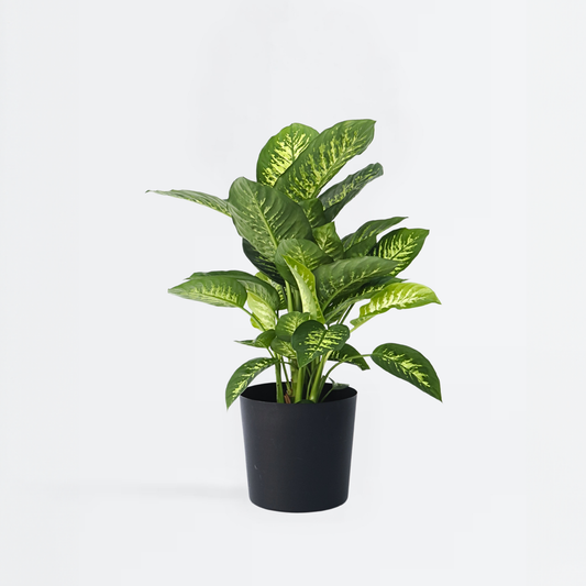 Dieffenbachia 'Tropic'