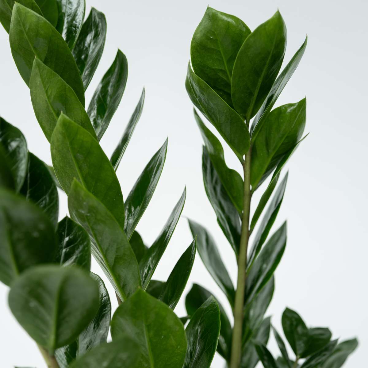 Zamioculcas Emerald