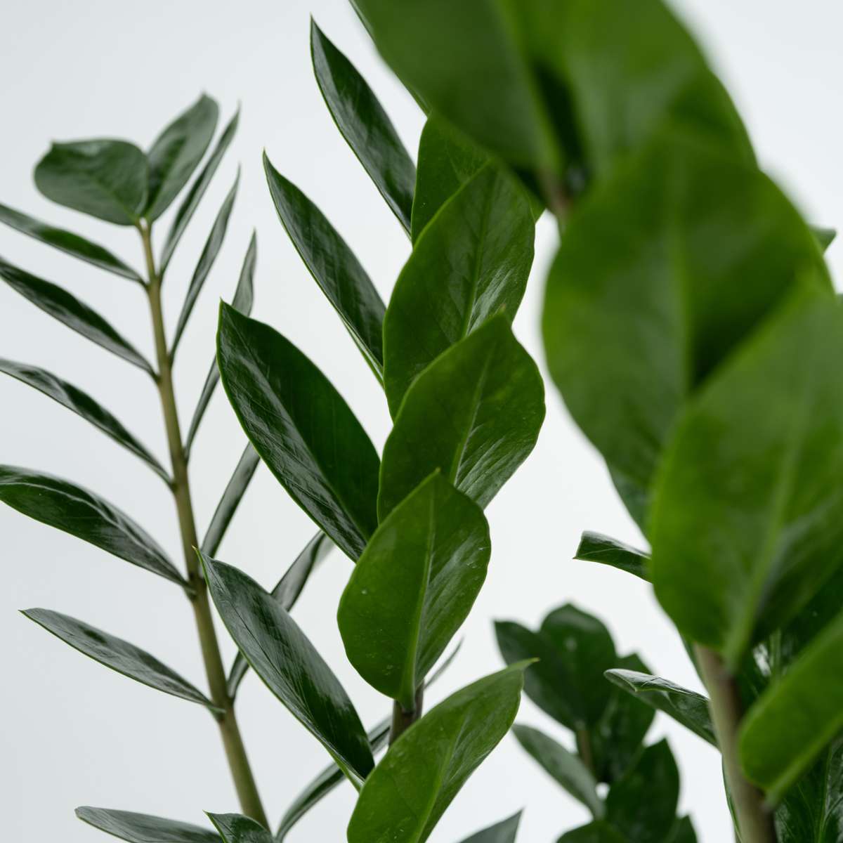 Zamioculcas Emerald
