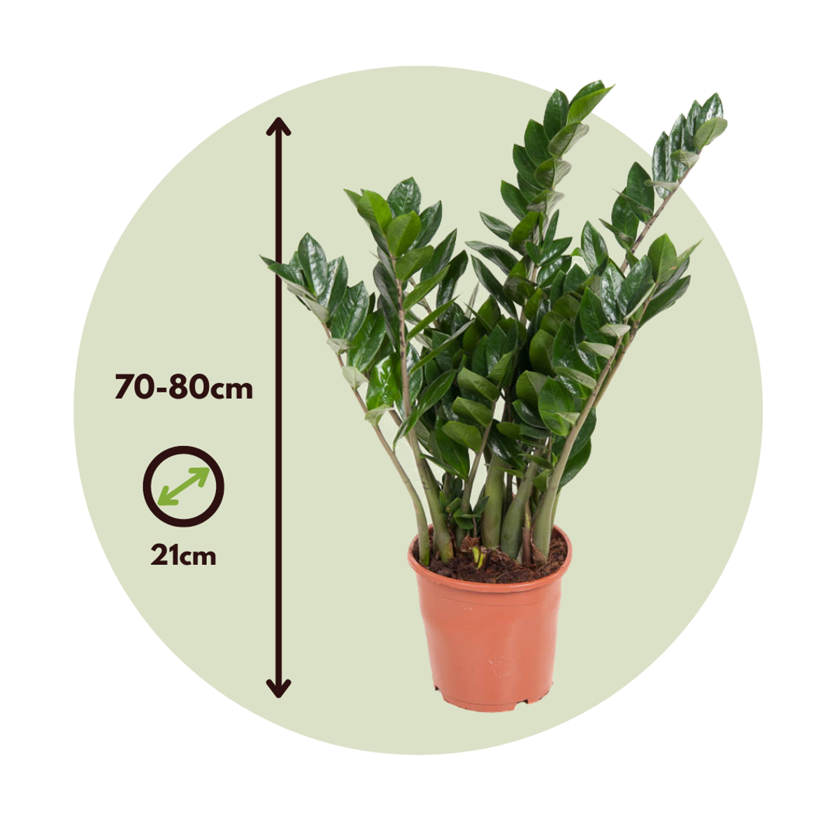 Zamioculcas Emerald