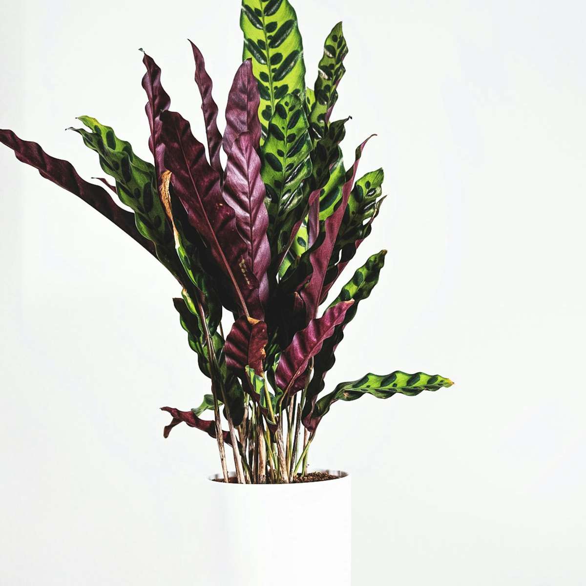Calathea 'Wavestar' XL - Pauwenplant