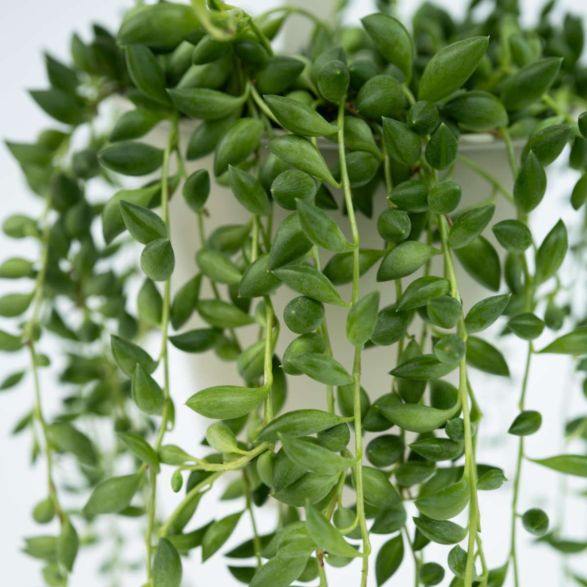 Senecio Rowleyanus 'Erwtenplant'