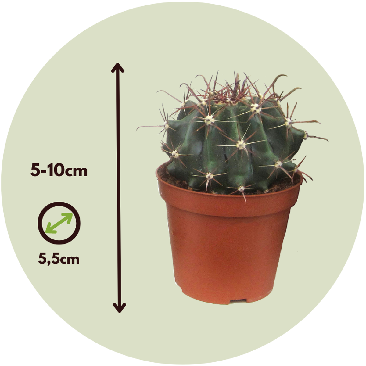 Mini-Cactussen - Mix van 6 stuks