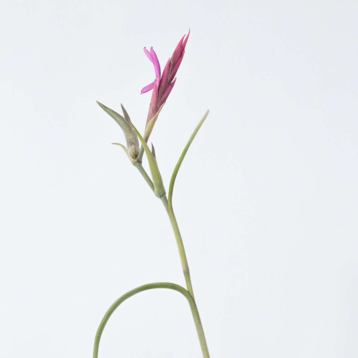 Tillandsia 'Burnt Wood Trio' - Set van 3 - Luchtplanten
