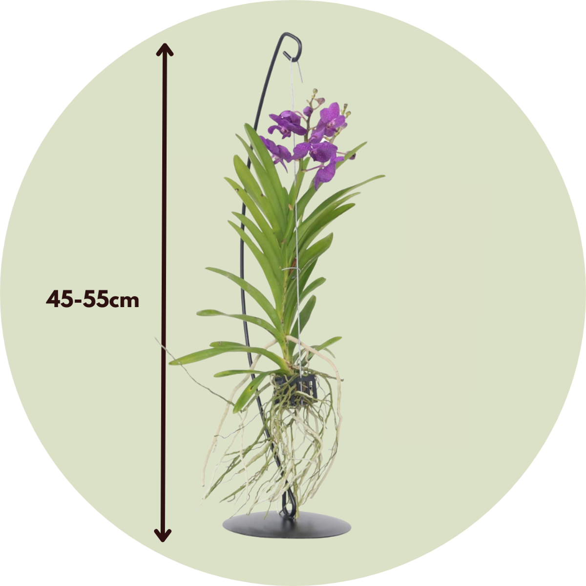 Vanda met standaard - Blauw