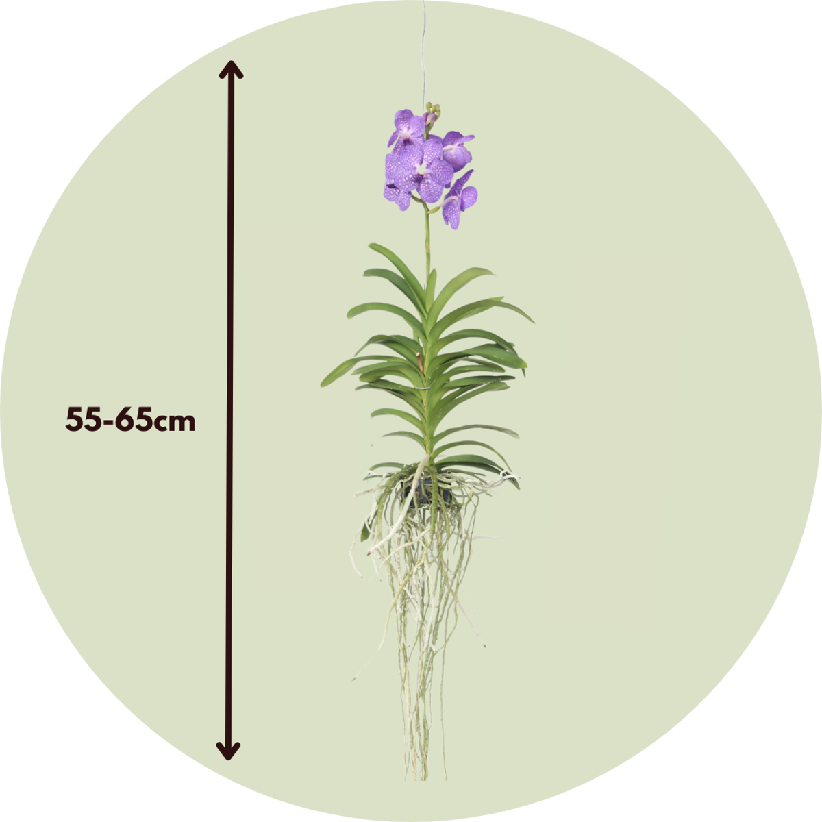 Vanda orchidee - Blauw - L