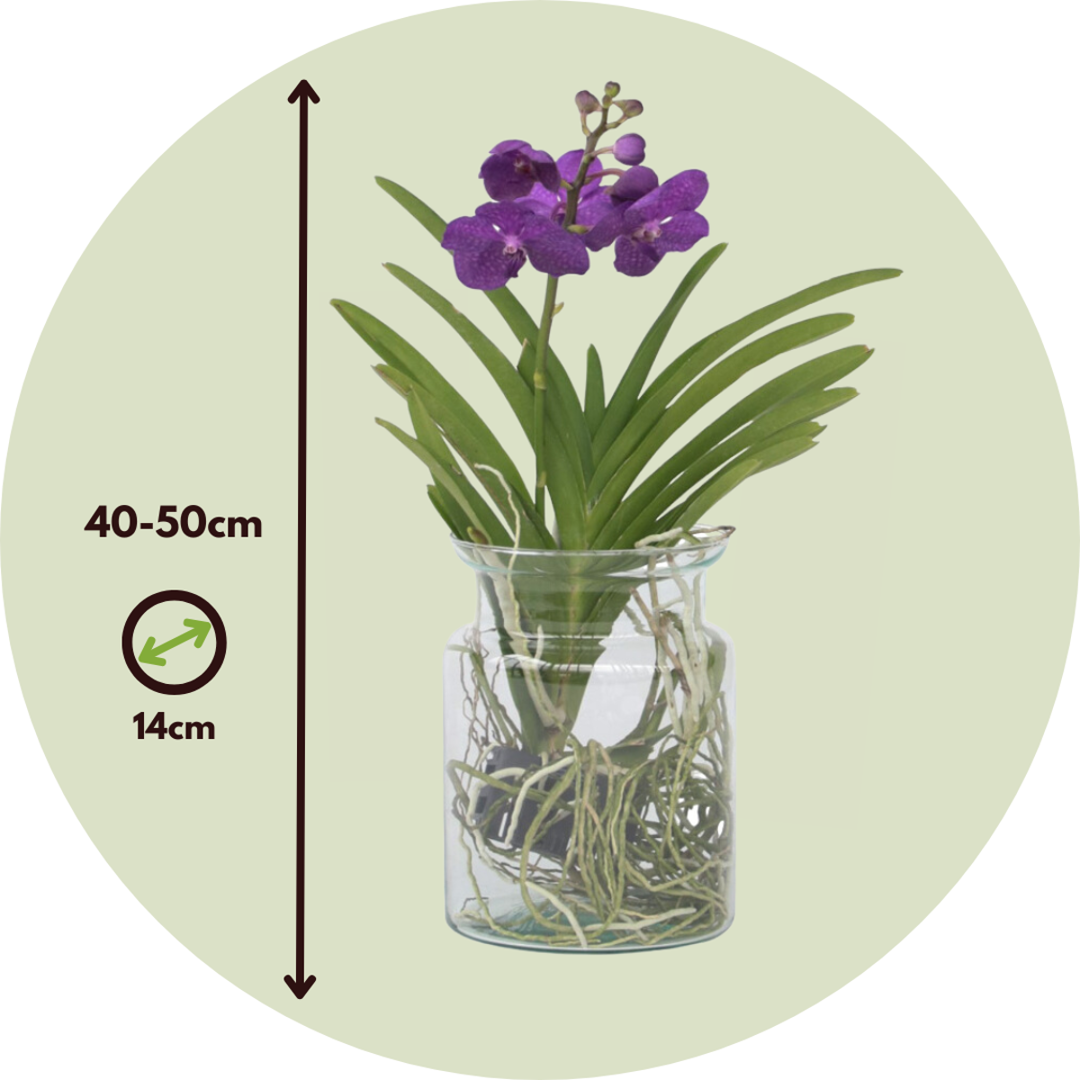 Vanda 'Bose' in vaas - Orchidee - Blauw