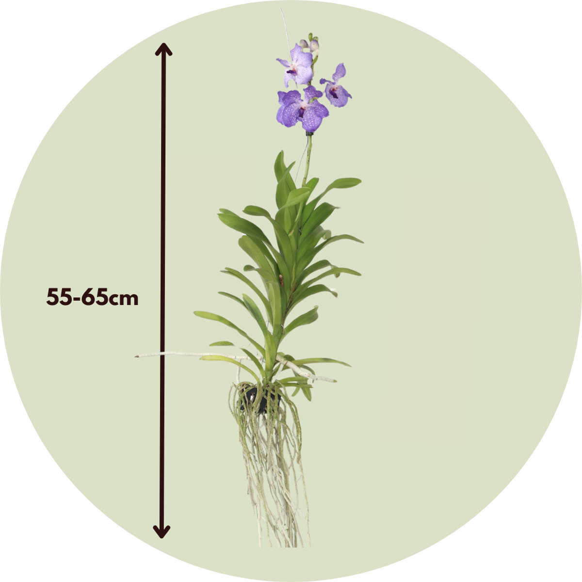 Vanda 'New Blue' - Orchidee - Blauw