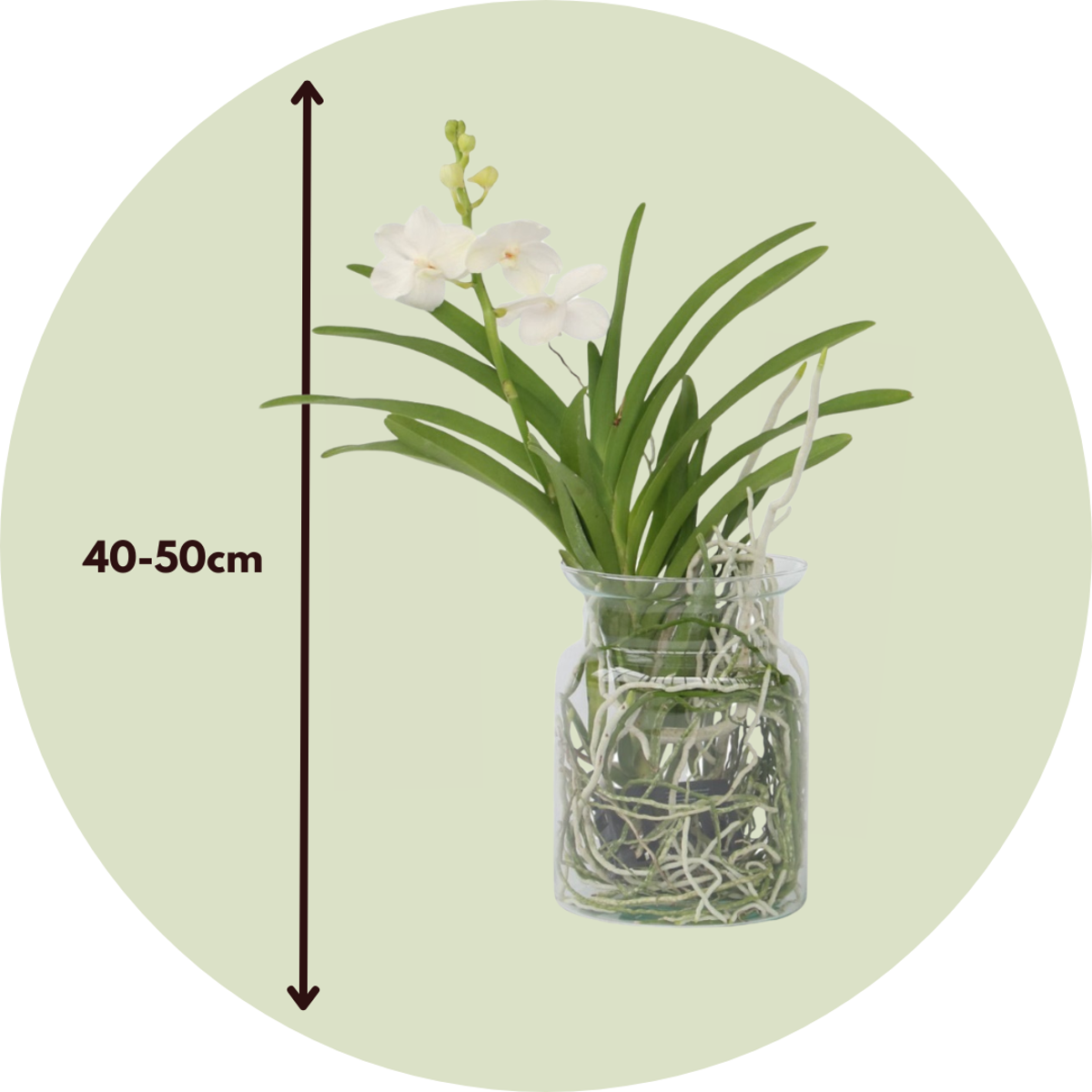 Vanda 'Bose' in vaas - Orchidee - Wit