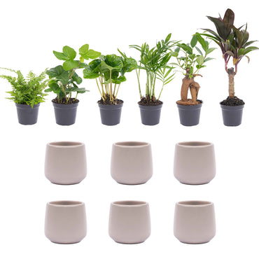 Mini plant set 6 - Includes 6x pot Joey gray matte