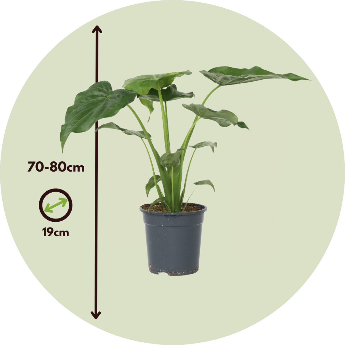 Alocasia 'Cucullata' - Olifantsoor