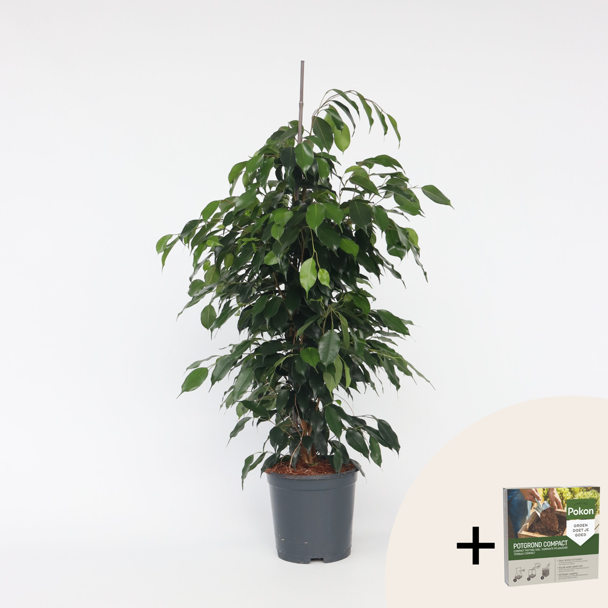 Ficus benjamina 'Danielle' - Met potgrond