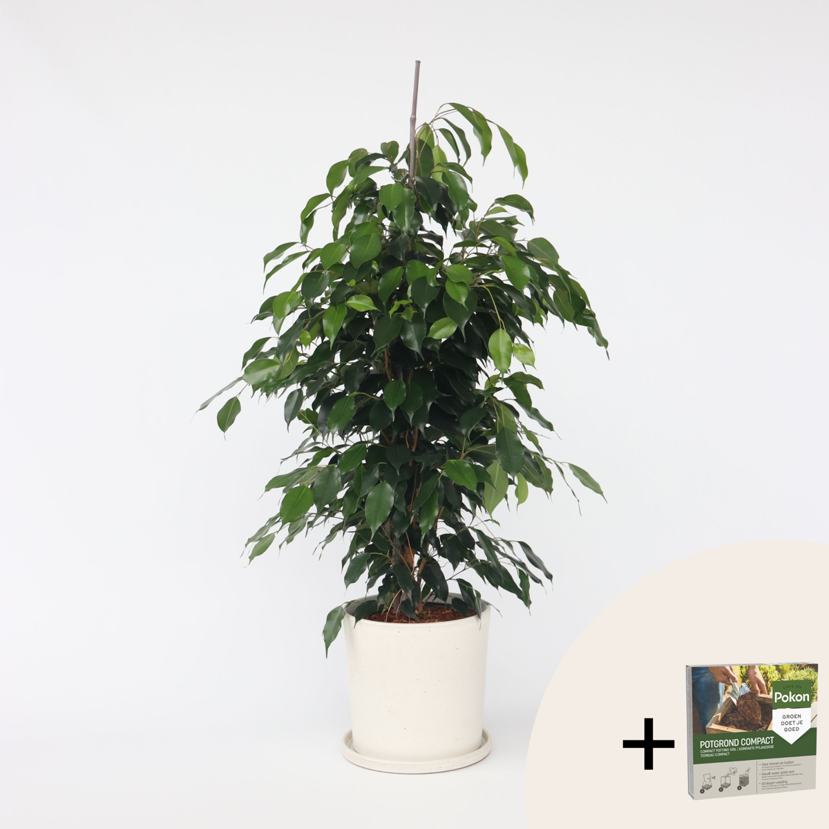 Ficus benjamina 'Danielle' - Met potgrond