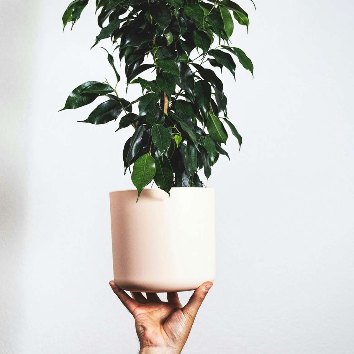 Ficus benjamina 'Danielle' - Met potgrond