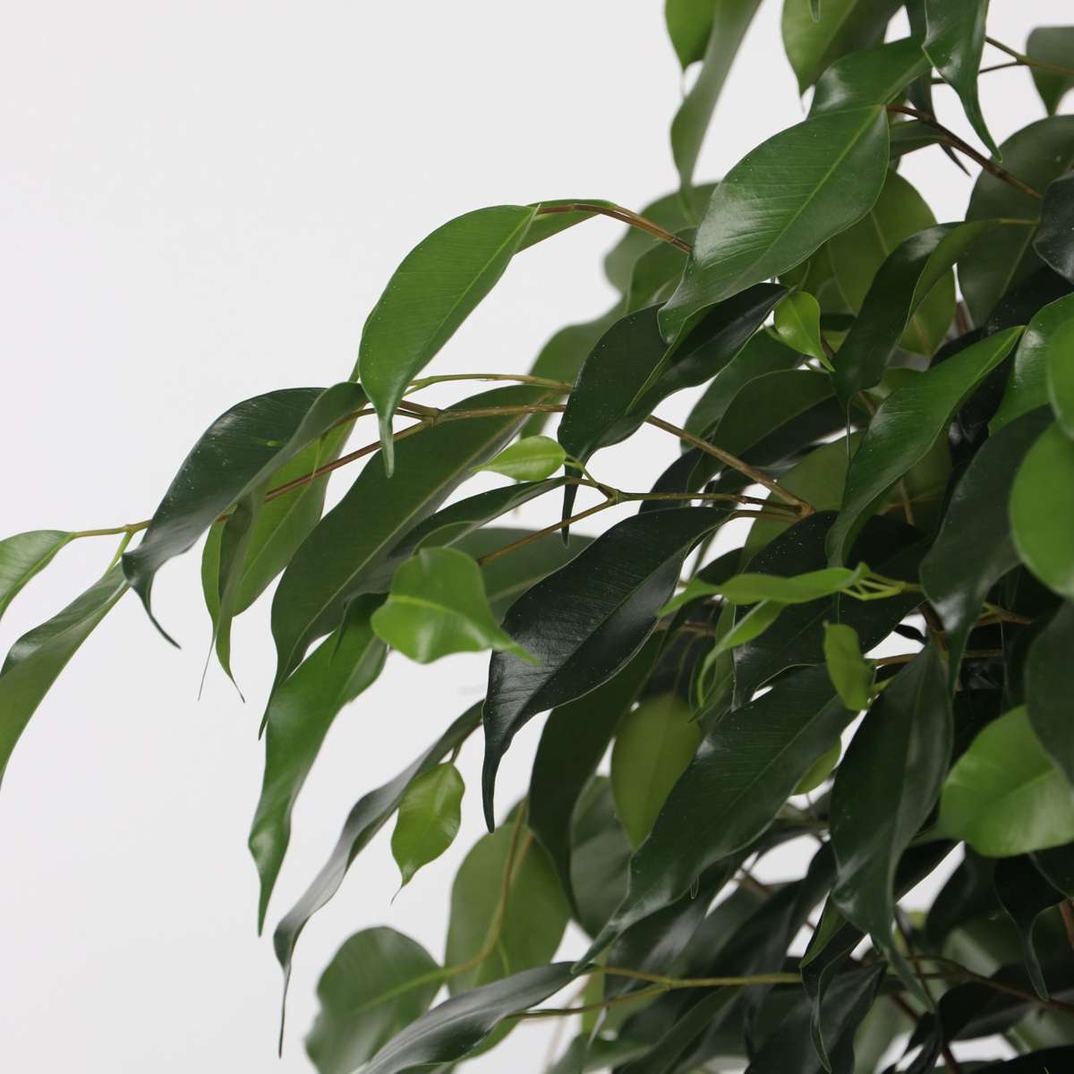 Ficus benjamina 'Danielle' - Met potgrond