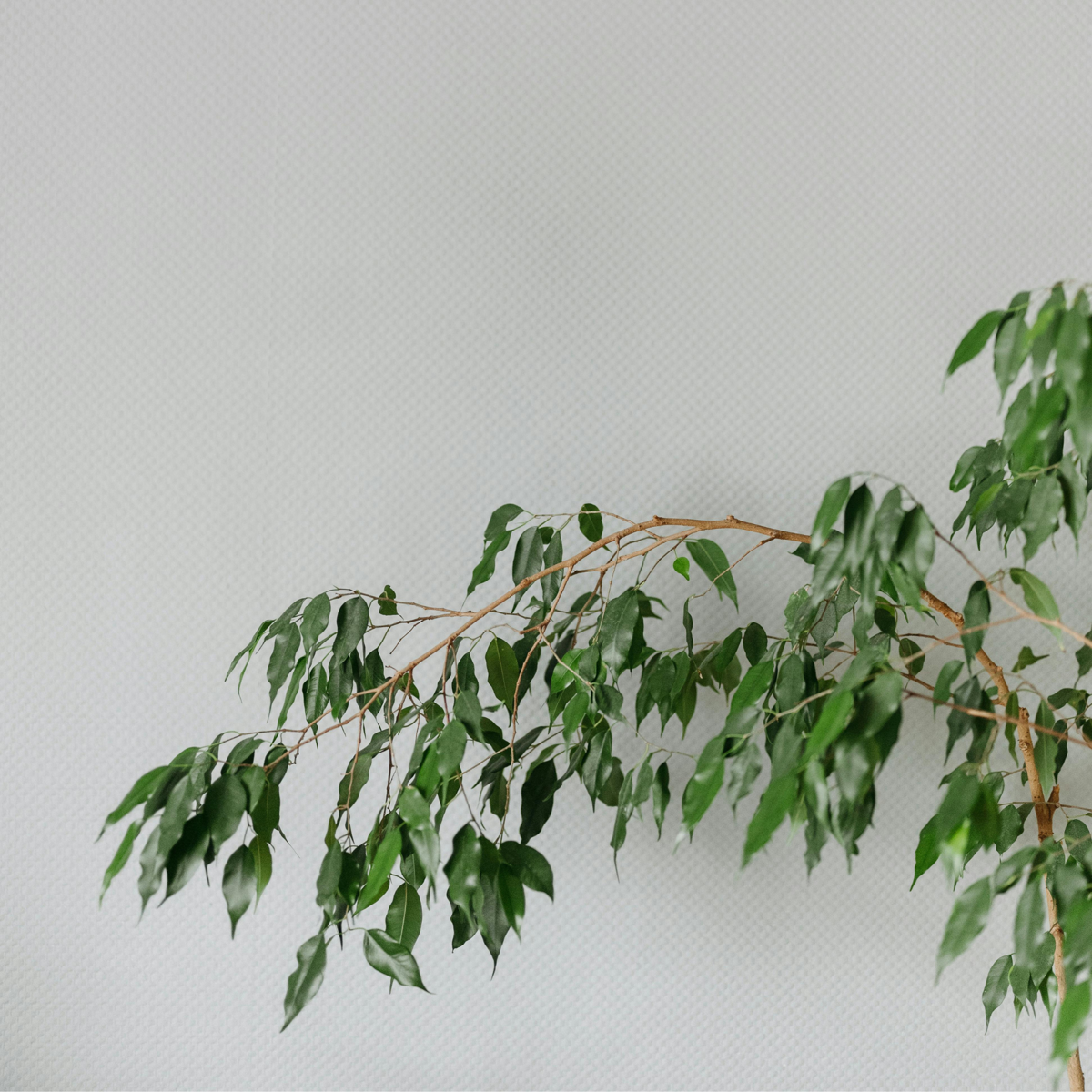 Ficus benjamina 'Danielle' - Met potgrond