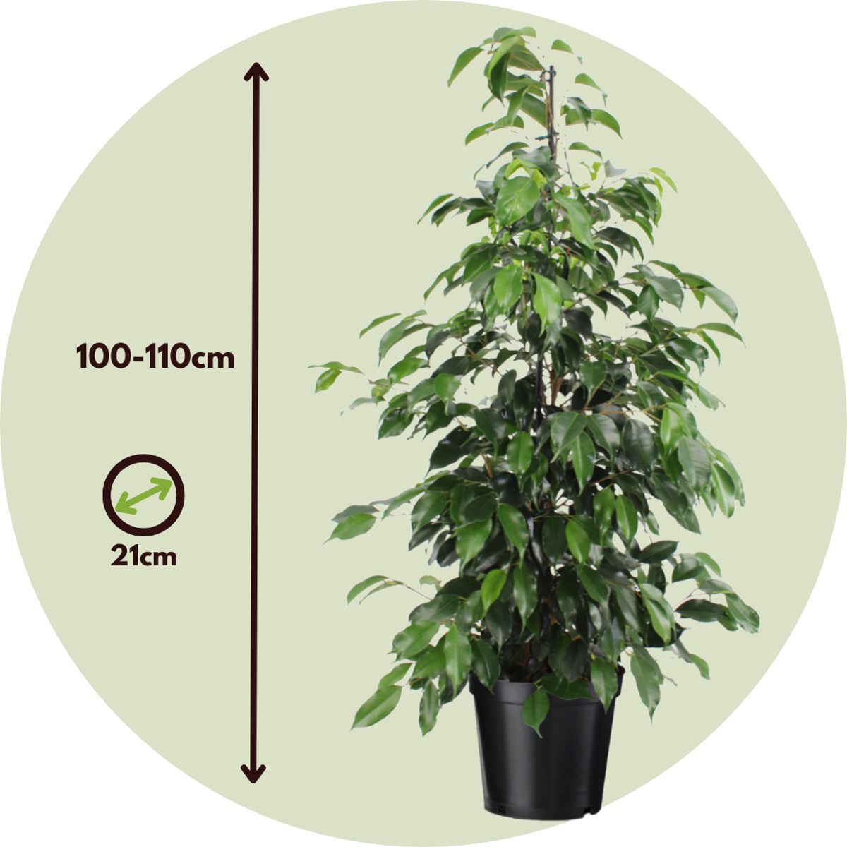 Ficus benjamina 'Danielle' - Met potgrond
