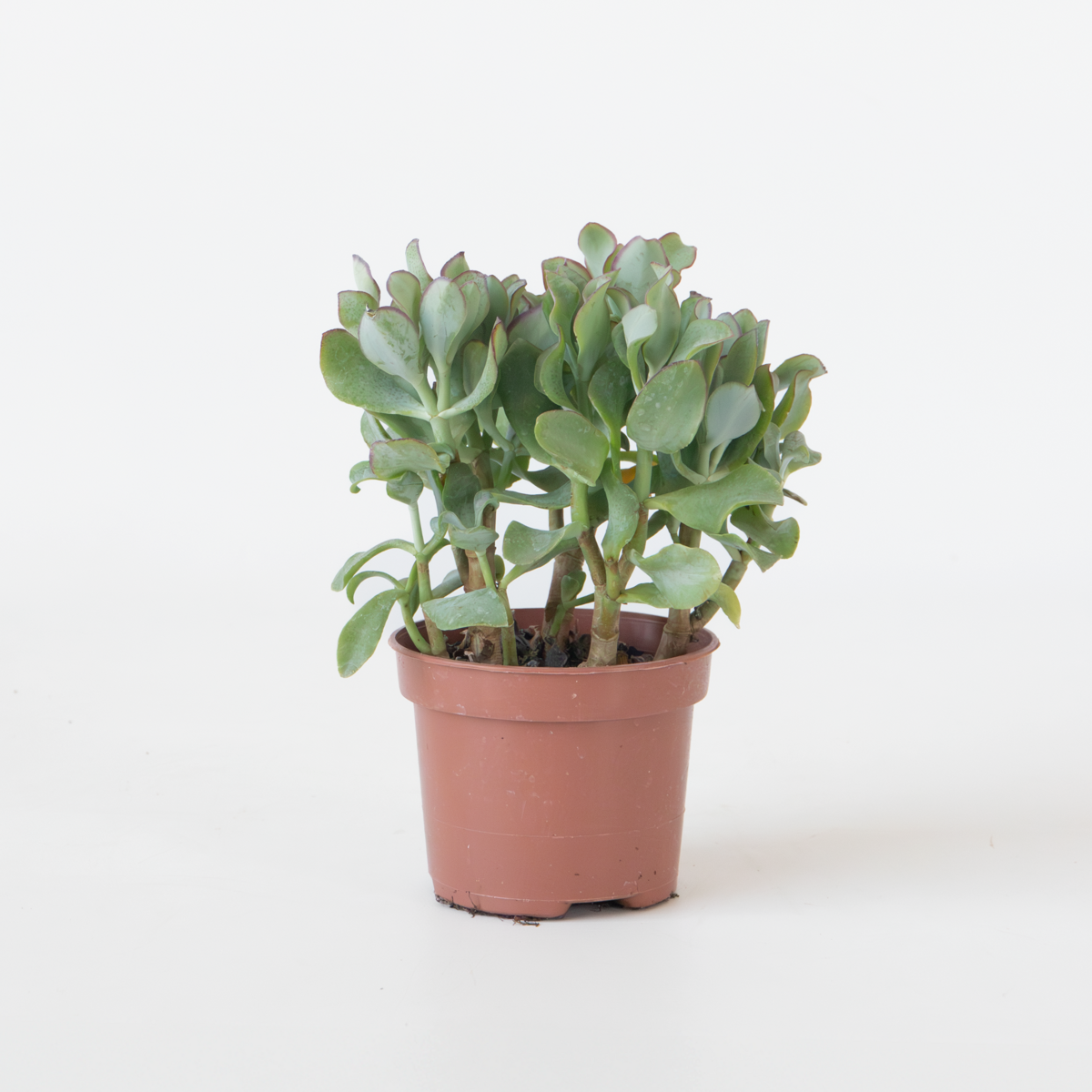 Jadeplant - Crassula arborescens 'Curly'