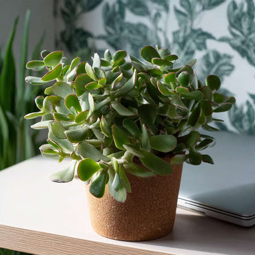 Jadeplant - Crassula arborescens 'Curly' - Set van 2