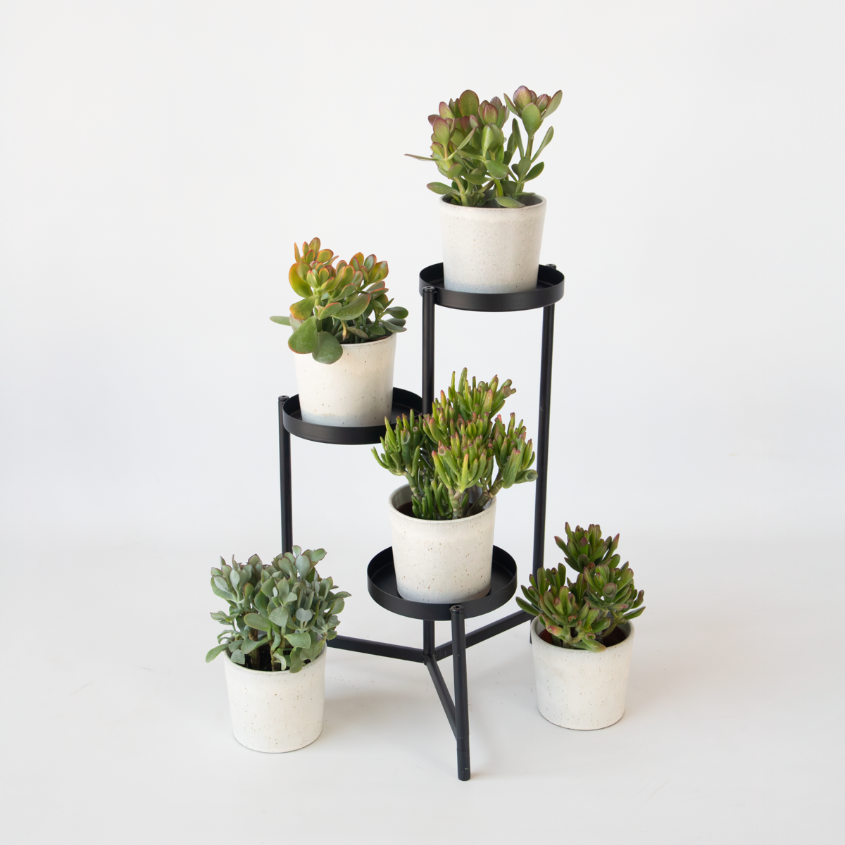 Jadeplant - Crassula arborescens 'Curly' - Set van 2