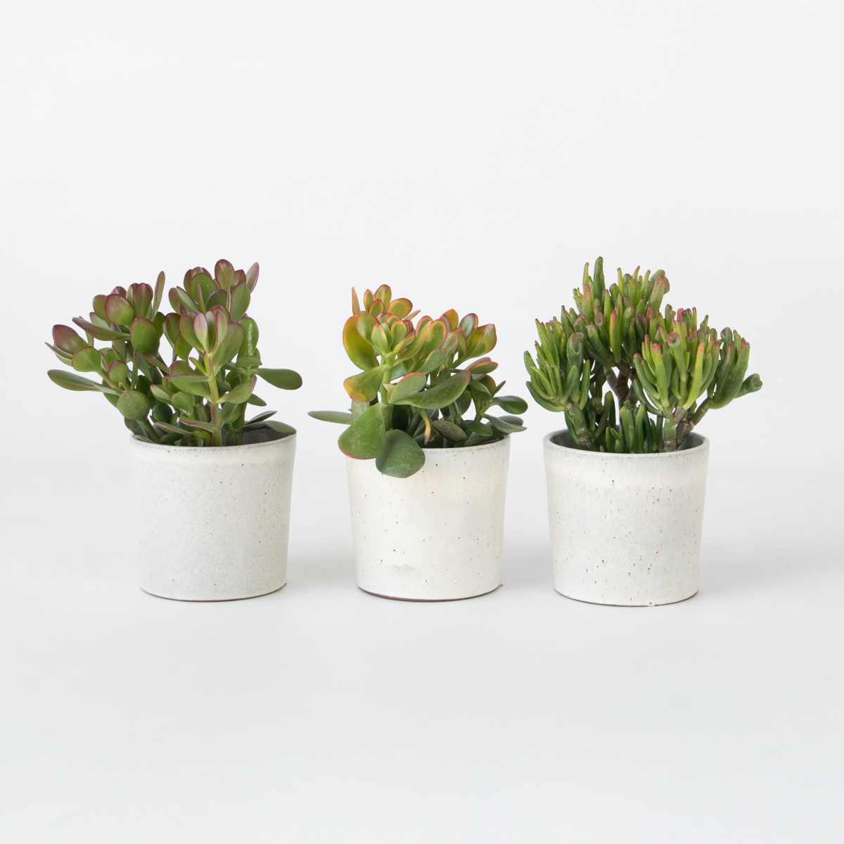 Crassula ovata - Mix van 3