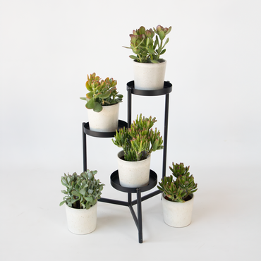 Crassula ovata - Mix van 5