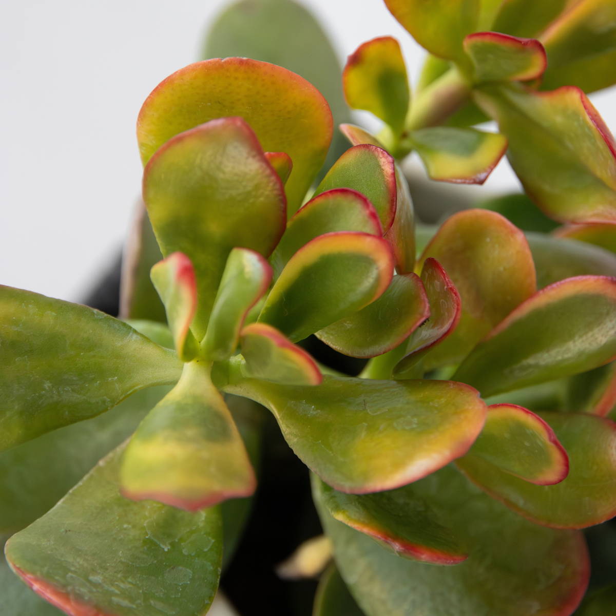 Crassula ovata - Mix van 5