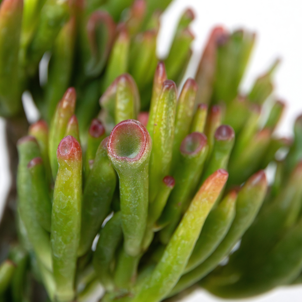 Crassula ovata - Mix van 5