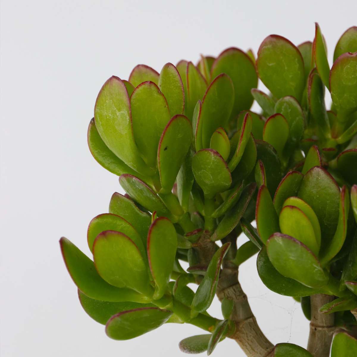 Crassula ovata - Mix van 5