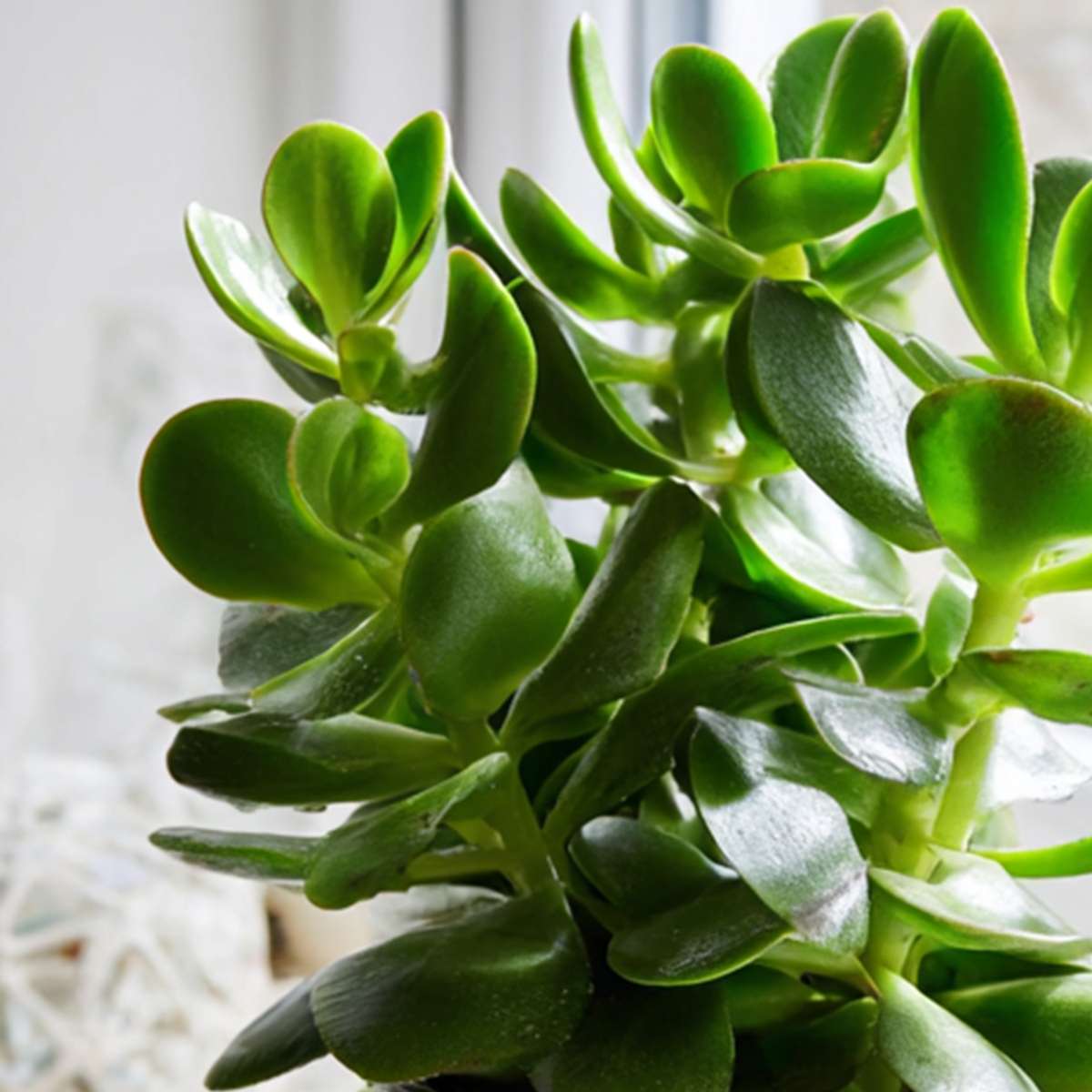 Crassula ovata 'Minor' - Set van 2
