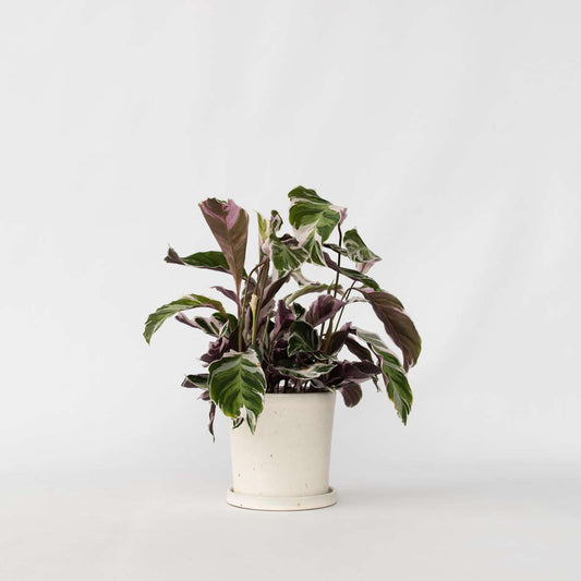 Calathea 'Fusion White'